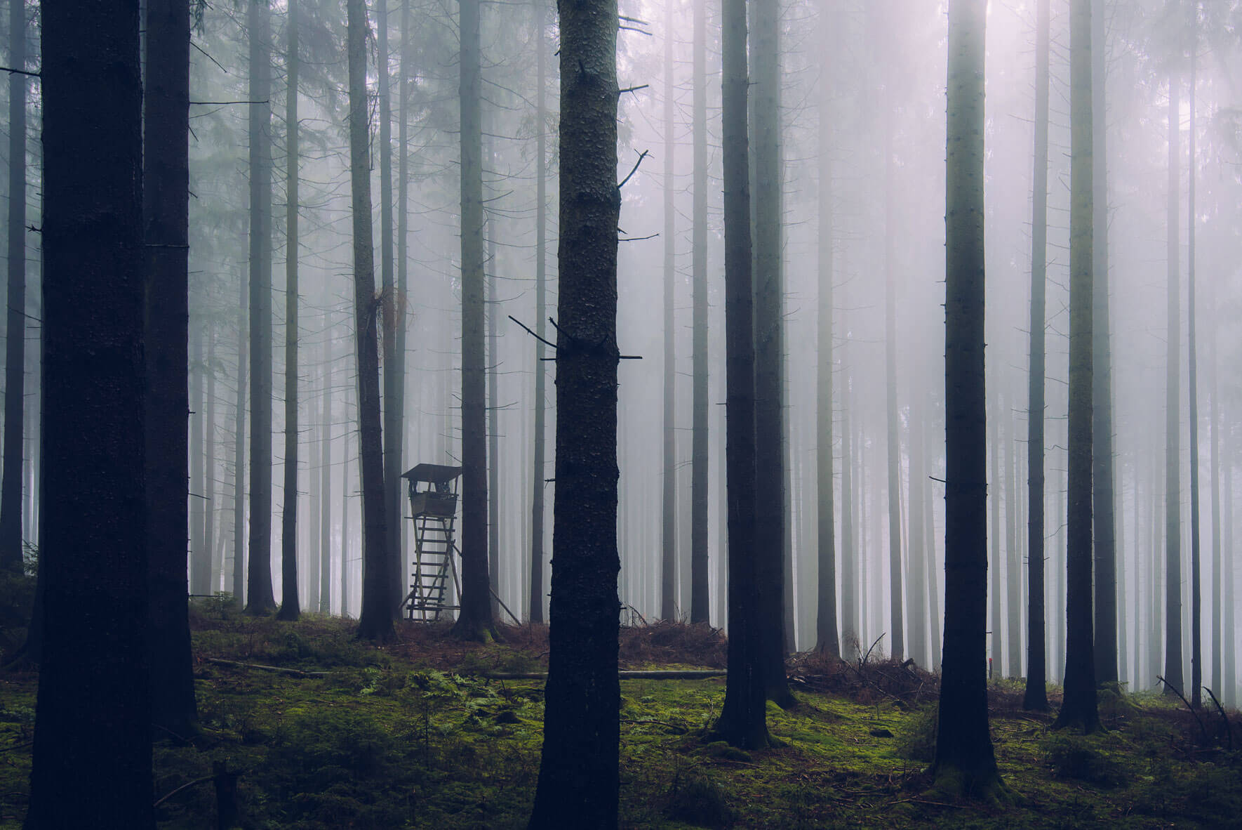 High seat and tall trees in foggy forest in Germany