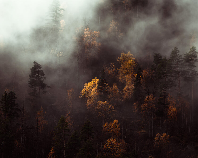 Moody Forest in Norway with Clouds and Fog