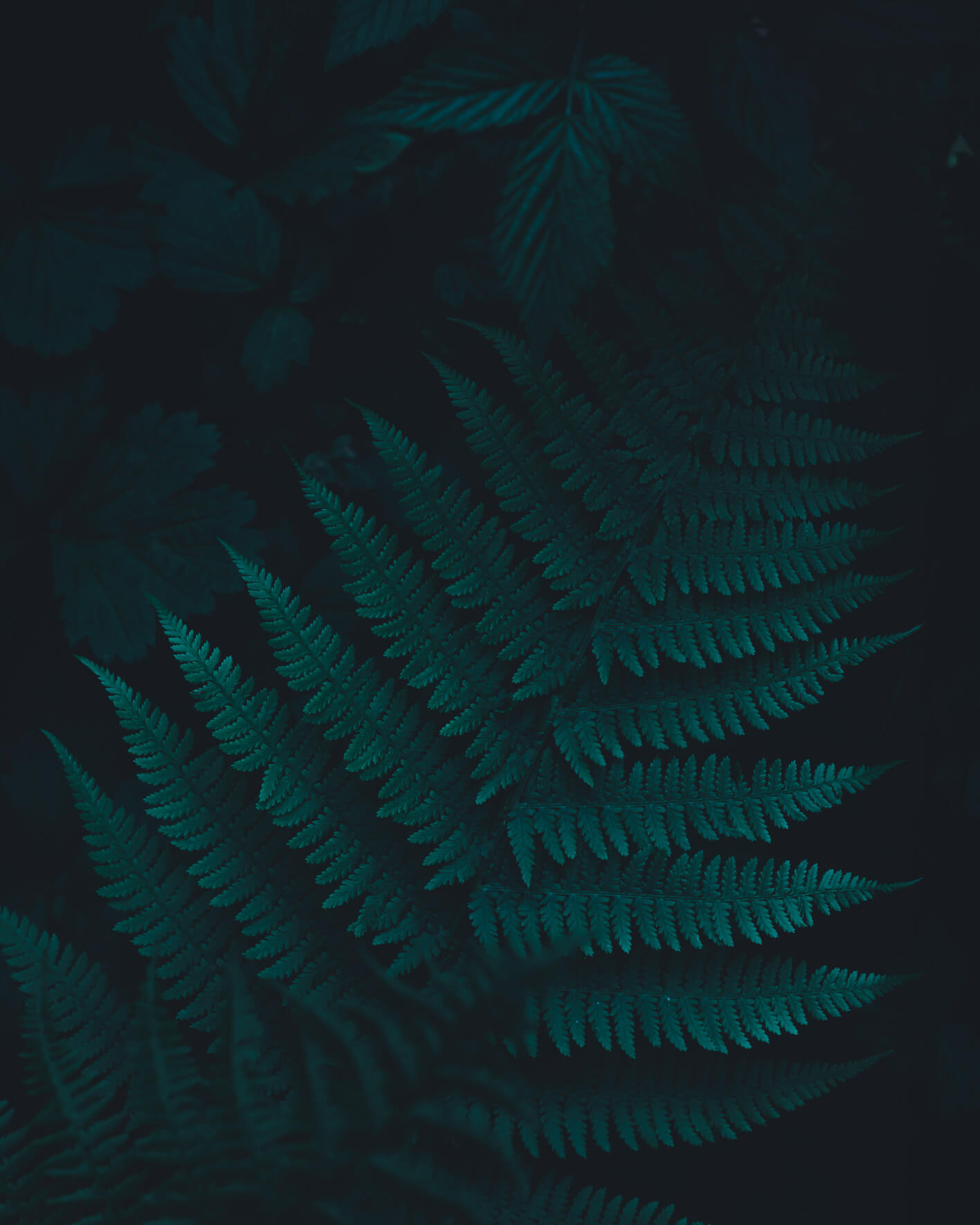 Dark fern in the forest of Norway by fine art landscape photographer Jan Erik Waider