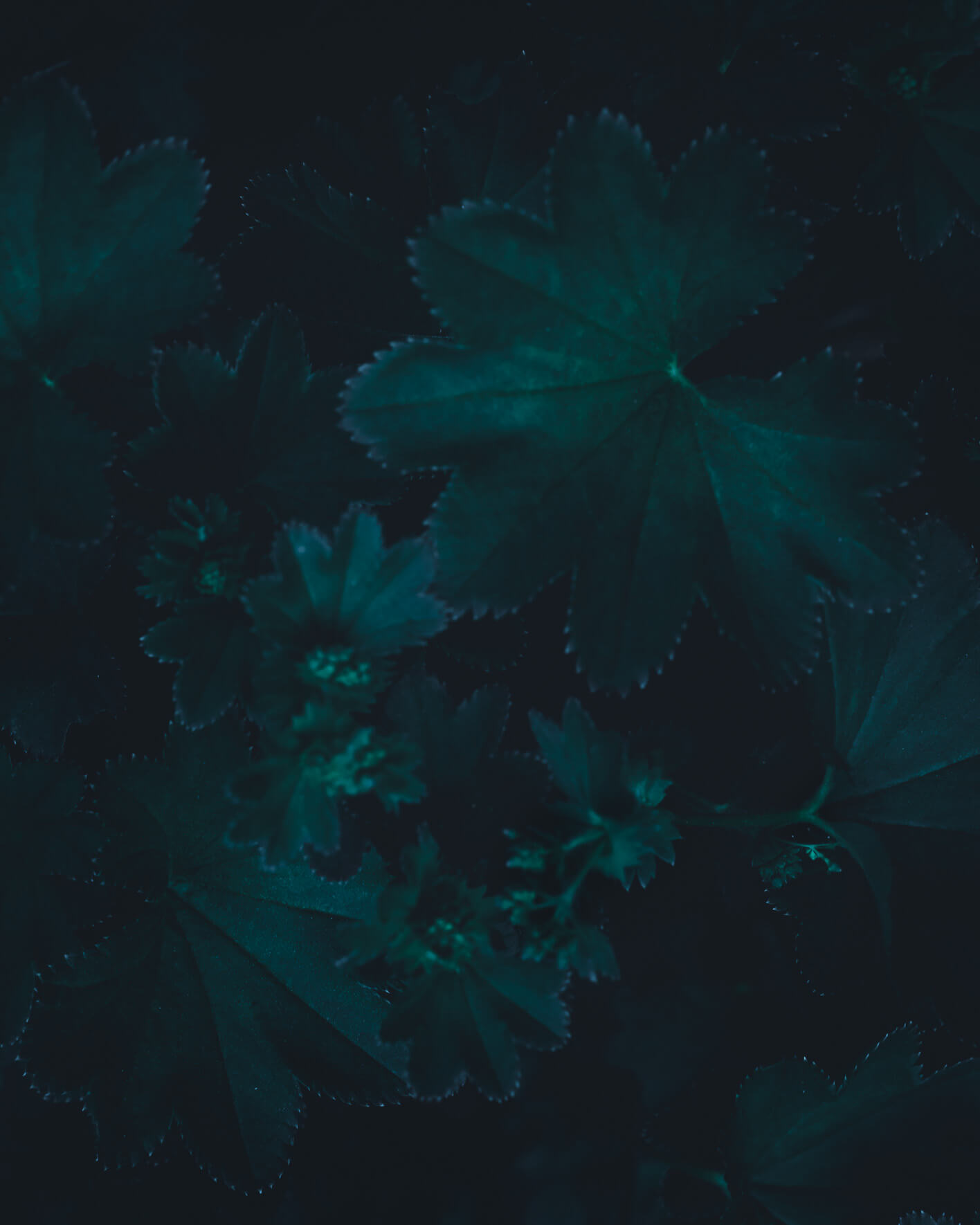 Dark and moody flora of Norway