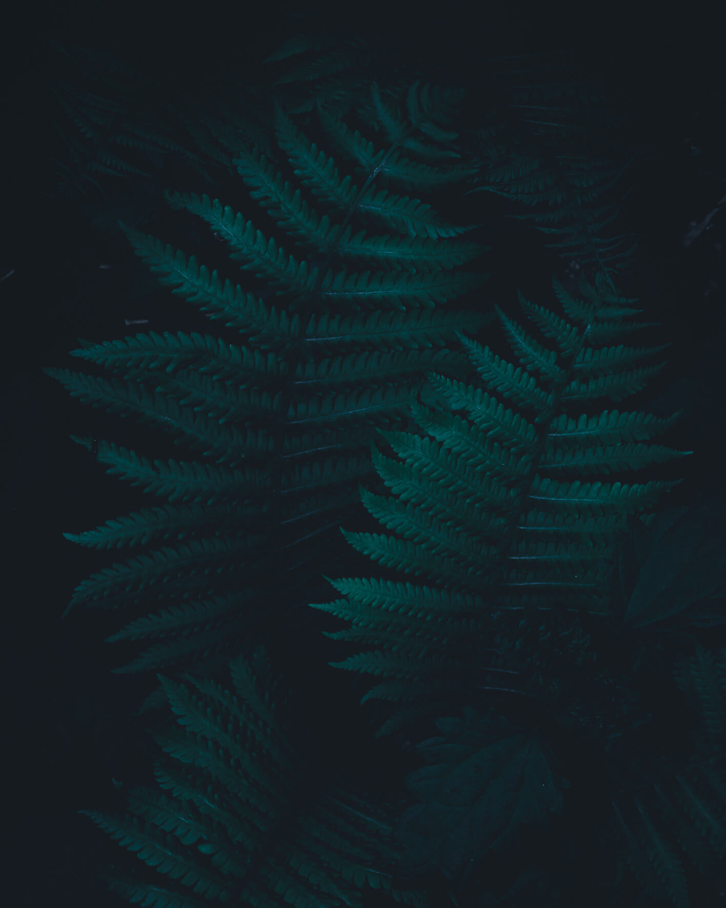 Dark forest in Norway by Jan Erik Waider | Atmospheric landscape photography of the North