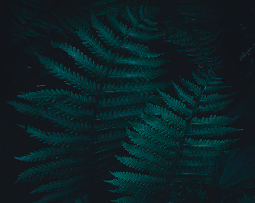 Abstract and Dark Photography of Ferns by Northlandscapes